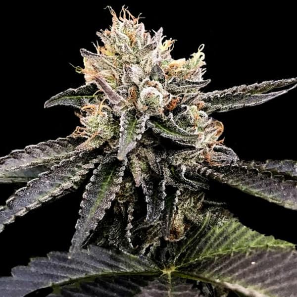 Cataract Cake Seed > DNA Genetics | Feminized Cannabis   |  Indica